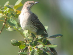 Mimus gundlachii