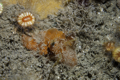 Mycale rotalis