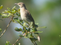 Mimus gundlachii