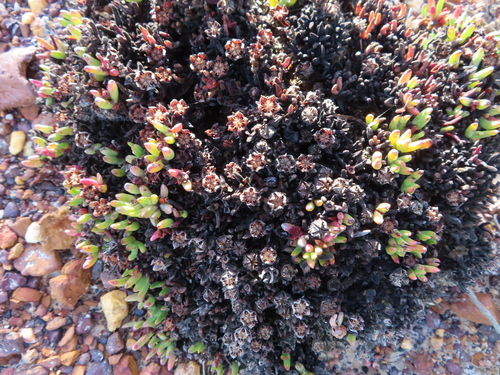 Image of Botriver Tiptoothfig by (c) linkie, some rights reserved (CC BY)