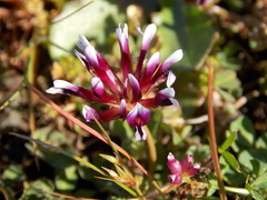 Trifolium variegatum
