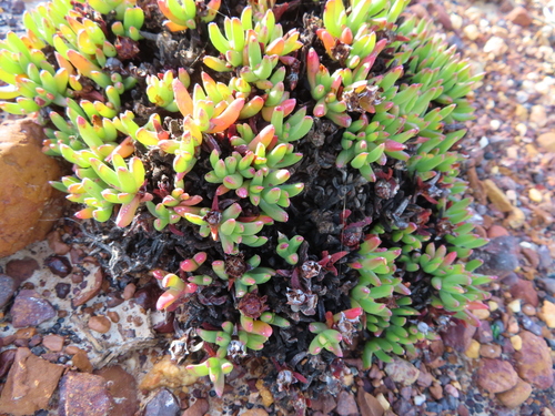 Acrodon parvifolius (Acrodon parvifolius)