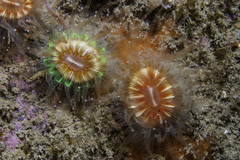 Caryophyllia smithii