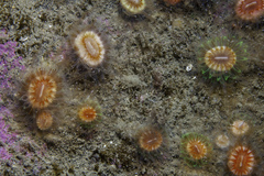 Caryophyllia smithii