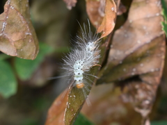 Leucotmemis nexa