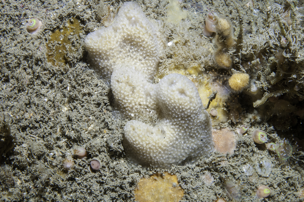 goosebump sponge