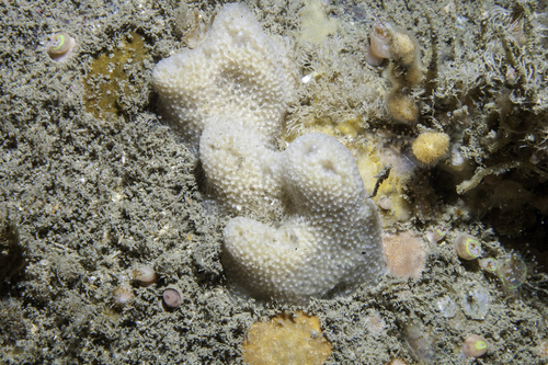 goosebump sponge