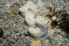 Dysidea fragilis