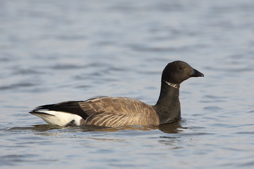 Brant, photo 4 of 9