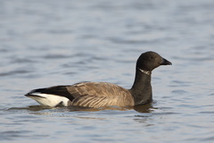 Brent Goose photo 2