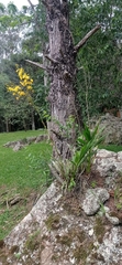 Cyrtopodium glutiniferum