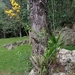 Cyrtopodium glutiniferum - Photo (c) Marcos Mortara, some rights reserved (CC BY-NC), uploaded by Marcos Mortara