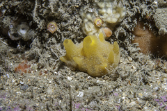 Polymastia boletiformis