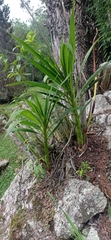 Cyrtopodium glutiniferum
