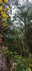 Cyrtopodium glutiniferum