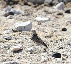 Eremopterix verticalis