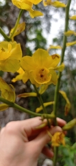 Cyrtopodium glutiniferum