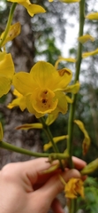 Cyrtopodium glutiniferum