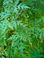 Ampelopsis aconitifolia