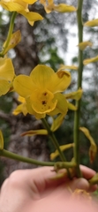 Cyrtopodium glutiniferum
