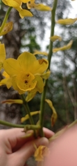 Cyrtopodium glutiniferum