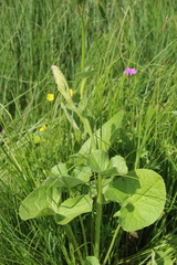 Ligularia subsagittata