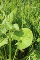 Ligularia subsagittata