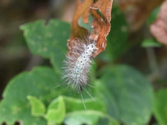 Leucotmemis nexa
