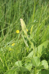 Ligularia subsagittata