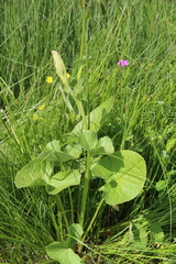 Ligularia subsagittata