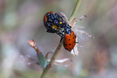 Hycleus duodecimpunctatus