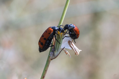 Hycleus duodecimpunctatus