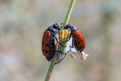 Hycleus duodecimpunctatus