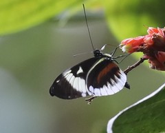 Heliconius cydno