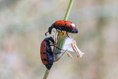 Hycleus duodecimpunctatus