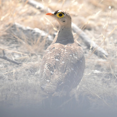 Pterocles bicinctus bicinctus