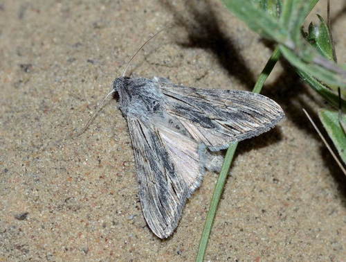 Cucullia boryphora