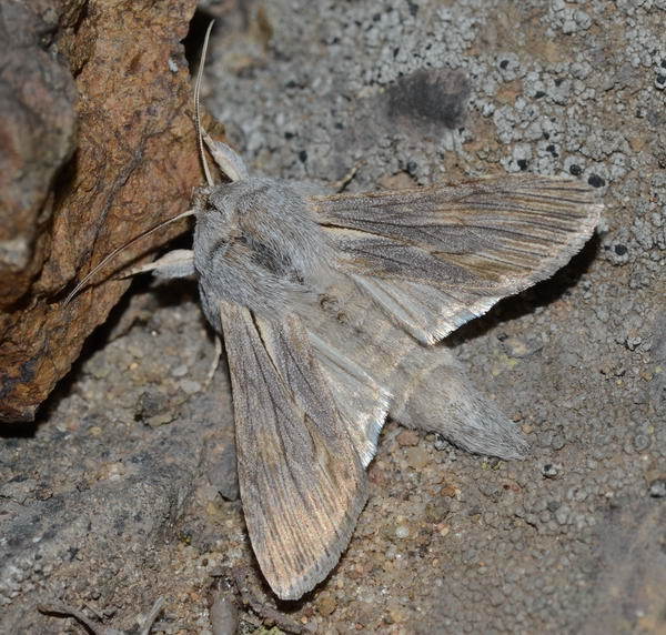 Cucullia inderiensis