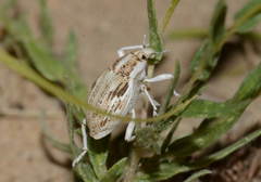 Brachycleonus fronto