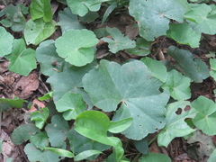 Hydrocotyle callicephala