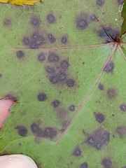 Cercospora liquidambaris