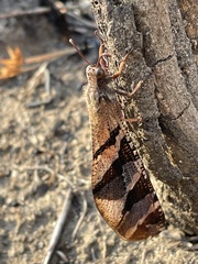 Lachlathetes moestus