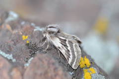 Lycia zonaria