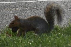 Sciurus carolinensis