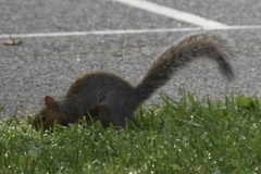 Sciurus carolinensis