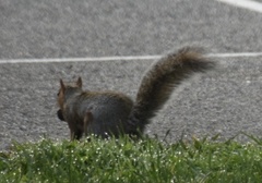 Sciurus carolinensis
