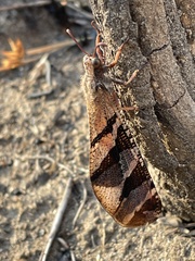 Lachlathetes moestus