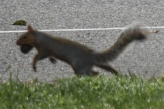 Sciurus carolinensis