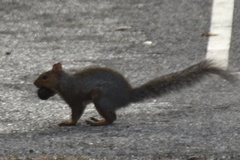 Sciurus carolinensis