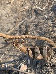 Lachlathetes moestus